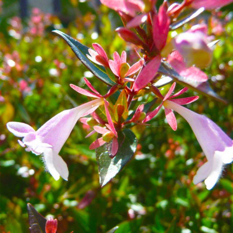 20 Abelia (Abélia Grandiflora) - Haie de Abelia -  - Pépinières Naudet - Image 2