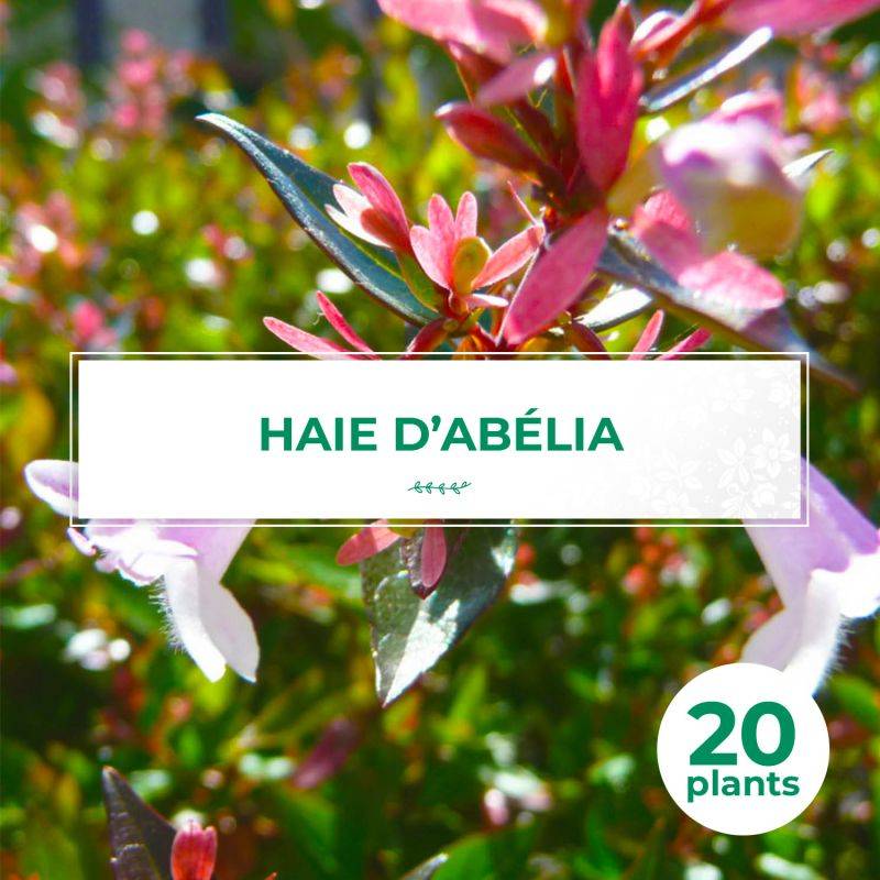 20 Abelia (Abélia Grandiflora) - Haie de Abelia -  - Pépinières Naudet - Image 1