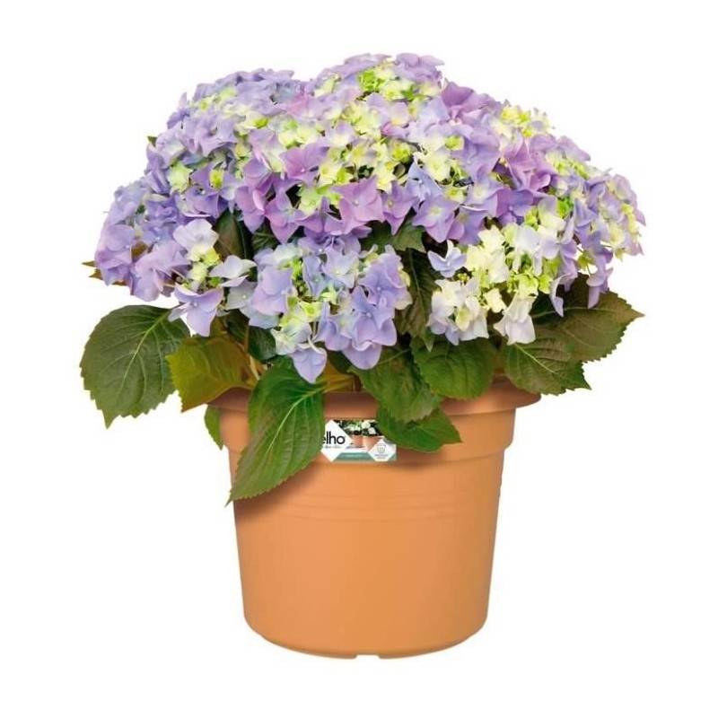 Elho - Pot De Fleurs Rond Vibes - Plastique - ø30 - Rose Poudré - Image 3