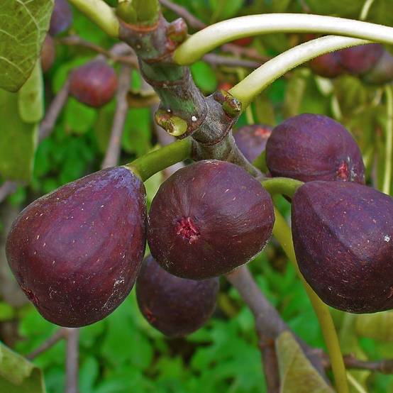 Promesse de Fleurs - Figuier - Ficus carica Sultane Pot de 12L/15L, Demi-Tige