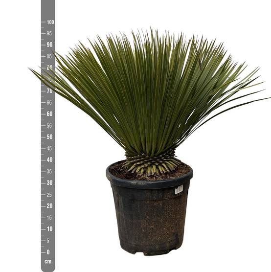 Yucca Rostrata - D30 H70cm - Image 2