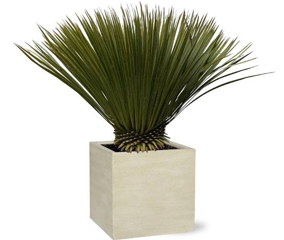 Yucca Rostrata - D30 H70cm - Image 1
