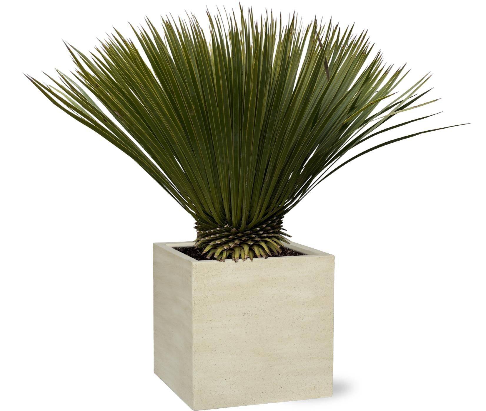 Yucca Rostrata - D30 H70cm - Image 1