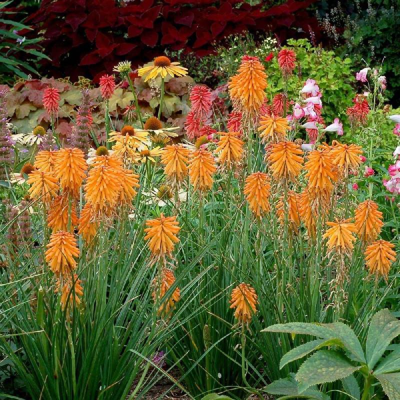 Kniphofia, Tison de Satan Poco Orange® à fleurs Orange/ - feuillage Caduc - Godet - 5/20 cm - Image 2