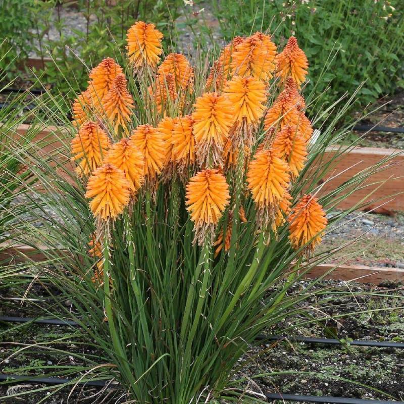 Kniphofia, Tison de Satan Poco Orange® à fleurs Orange/ - feuillage Caduc - Godet - 5/20 cm - Image 1