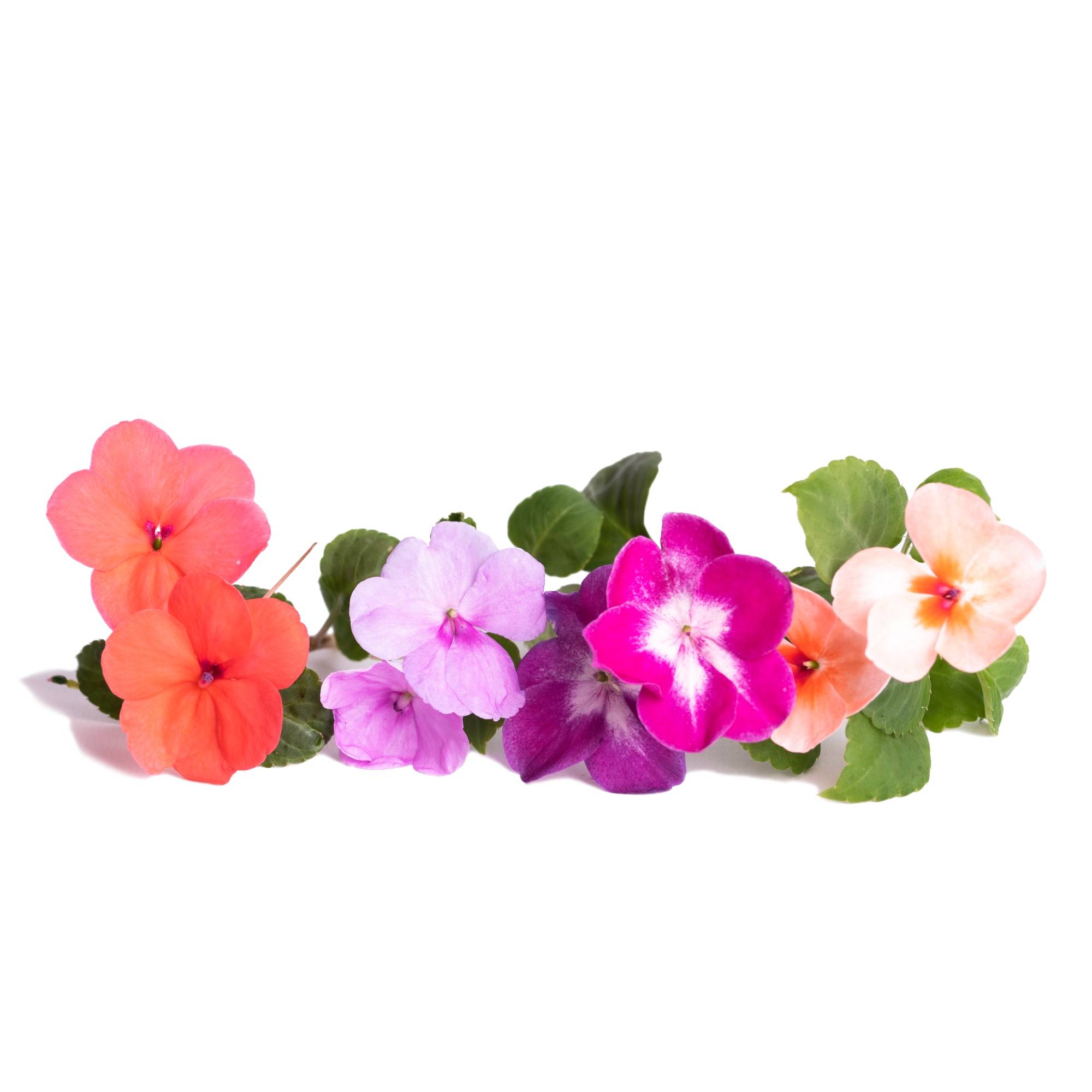 Veritable - Lingot Impatiens - Recharge prête à l'emploi - Véritable - Image 2