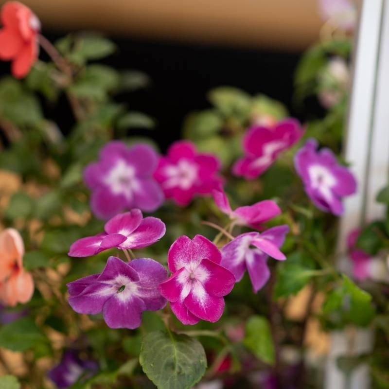 Veritable - Lingot Impatiens - Recharge prête à l'emploi - Véritable - Image 5