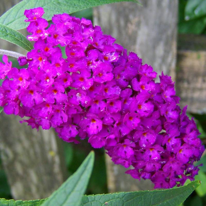Arbre aux papillons nain Nanho Purple, Buddleia à fleurs Violette - feuillage Caduc - Pot de 4L - 40/60 cm-  hauteur à maturité De 0,50 m à 1,00 m - Image 1