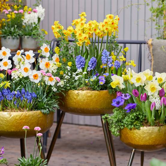 Mélange de 15 - Narcisse - Jonquille - Mélange de fleurs printanières - Mélange de couleurs - Image 7