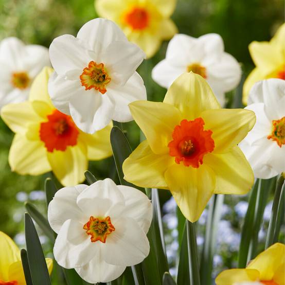 Mélange de 15 - Narcisse - Jonquille - Mélange de fleurs printanières - Mélange de couleurs - Image 6