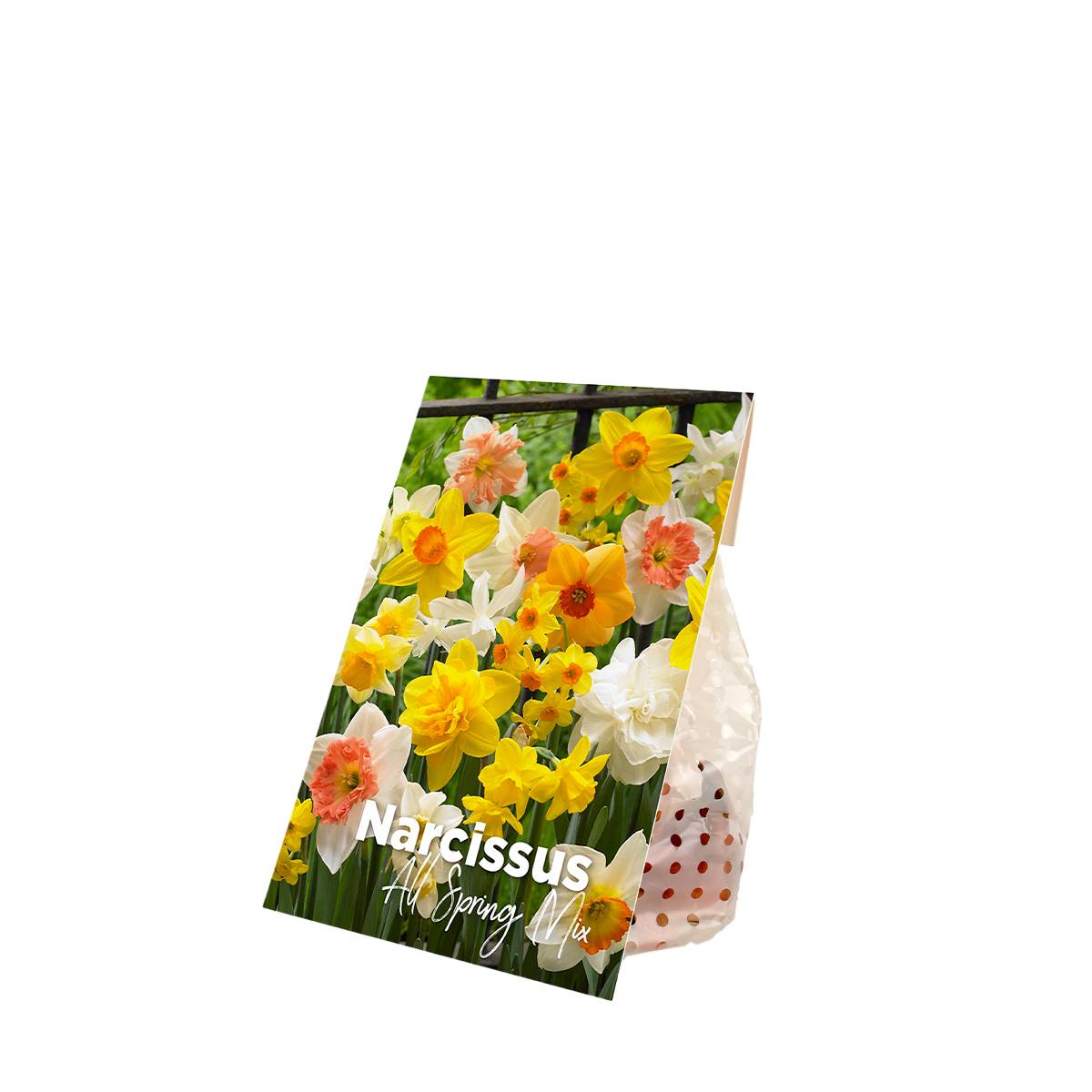 Mélange de 15 - Narcisse - Jonquille - Mélange de fleurs printanières - Mélange de couleurs - Image 2