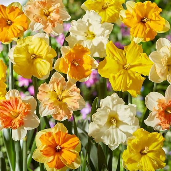 Mélange de 15 - Narcisse - Jonquille - Mélange de fleurs printanières - Mélange de couleurs - Image 4
