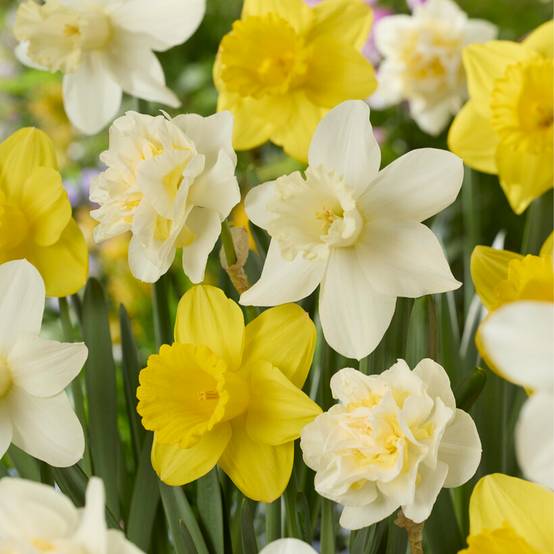 Mélange de 15 - Narcisse - Jonquille - Mélange de fleurs printanières - Mélange de couleurs - Image 5