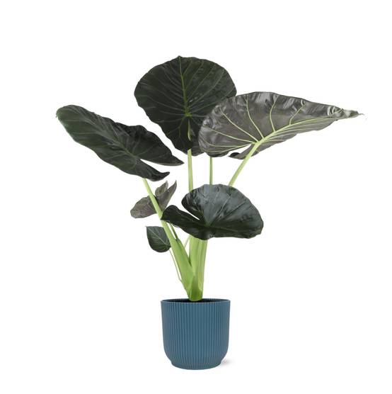 Alocasia Regal Shield et son pot- La Green Touch Relief Bleu - Hauteur 100cm