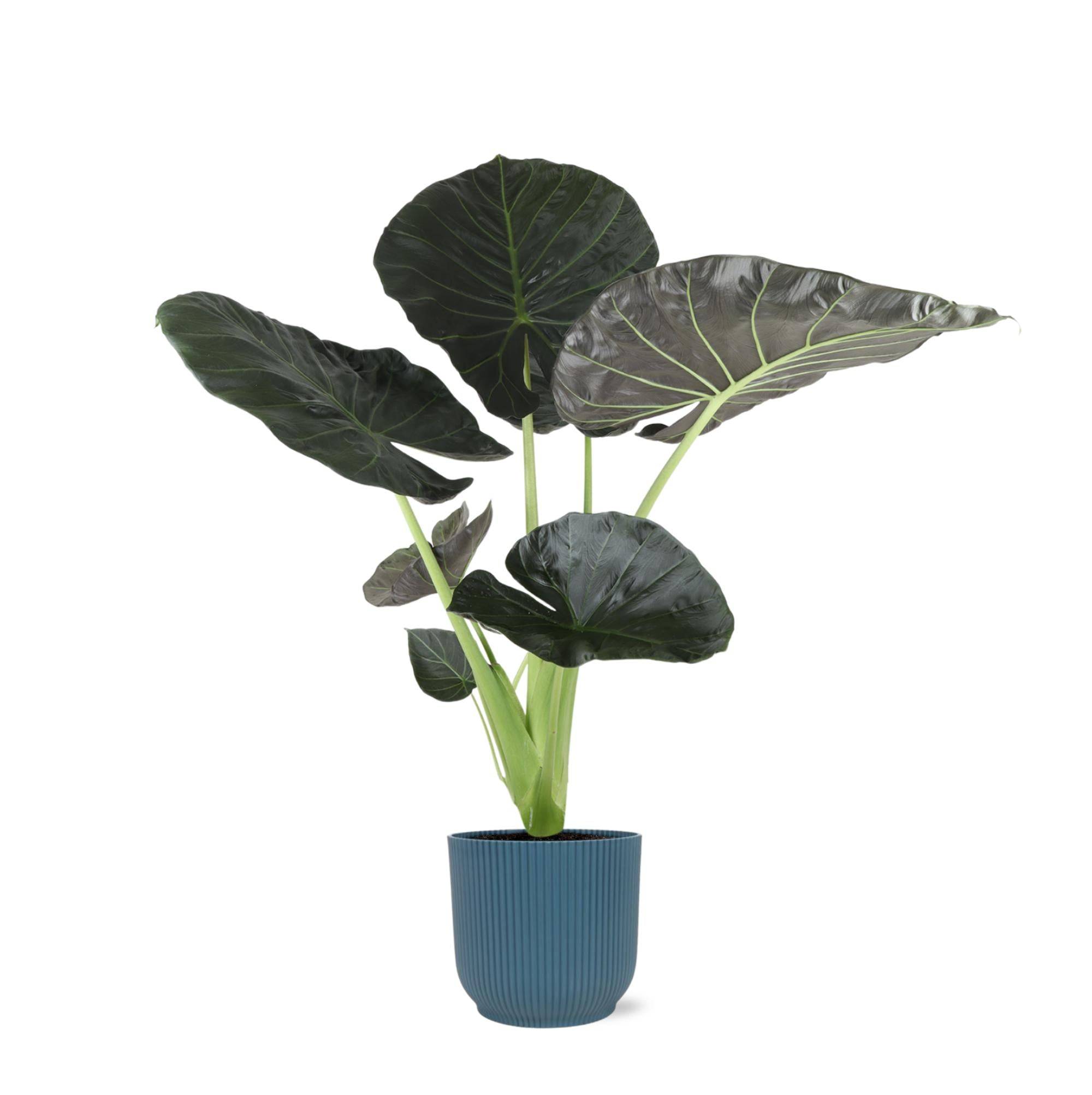 Alocasia Regal Shield et son pot- La Green Touch Relief Bleu - Hauteur 100cm