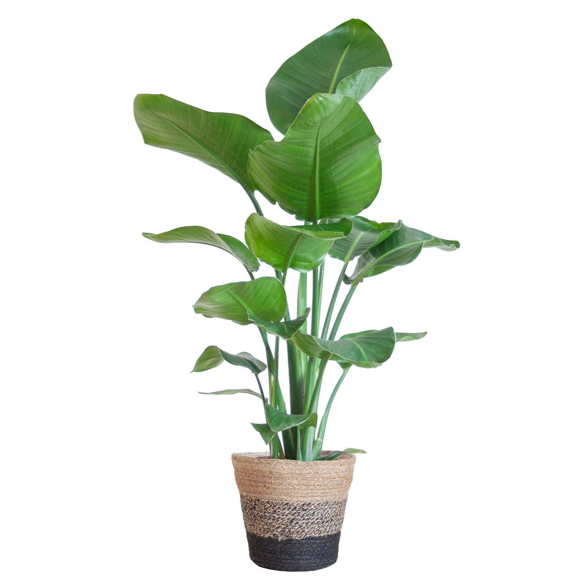 La Green Touch - Strelitzia Nicolai et son pot- La Green Touch Panier Multicolor - Hauteur 80cm