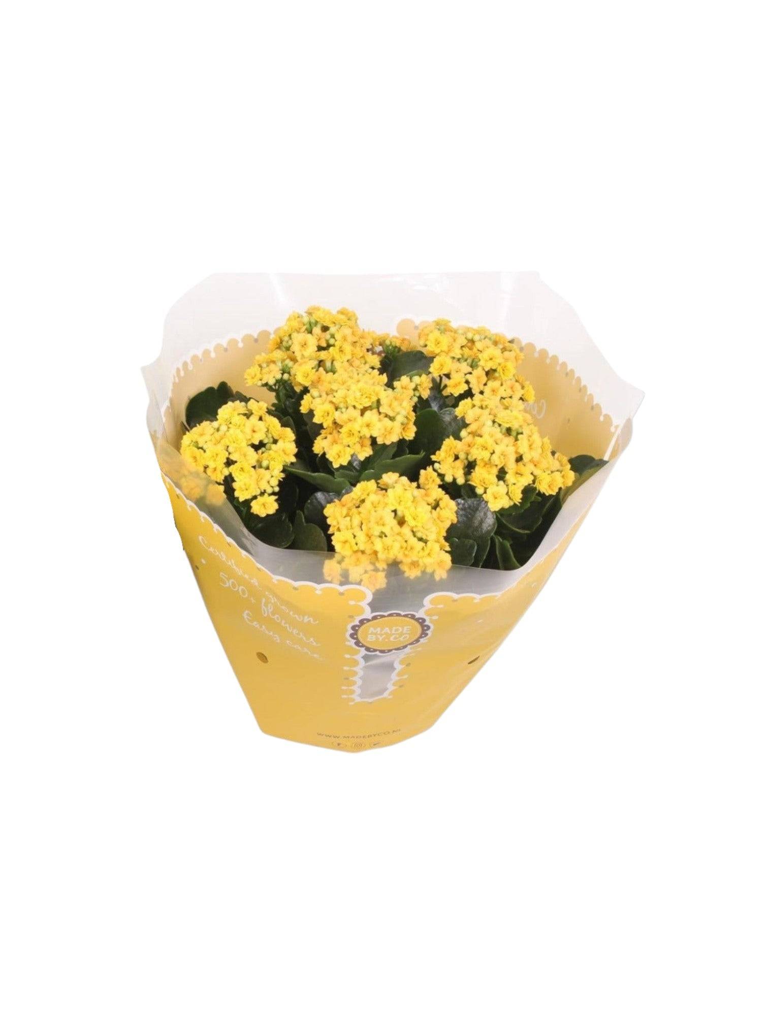 Kalanchoe Double jaune d23cm h27cm- La Green Touch - Image 2