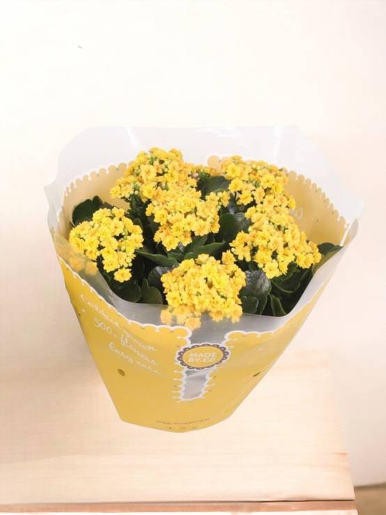 Kalanchoe Double jaune d23cm h27cm- La Green Touch - Image 1