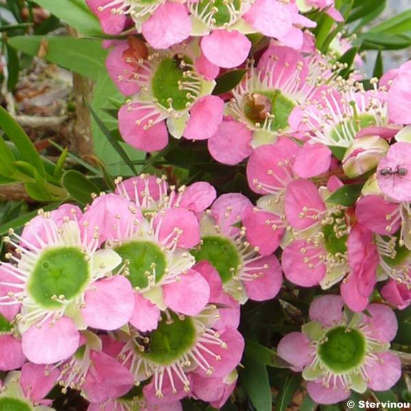 Promesse de Fleurs - Leptospermum Karo Pearl Star - Arbre à thé Pot de 2L/3L - Image 1