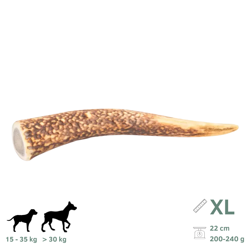 Bois de Cerf pour Chien XL 200-240g - Image 1
