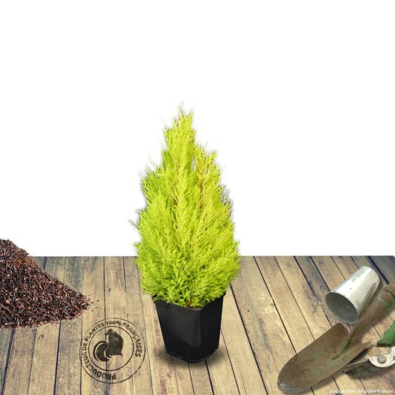 Cyprès de Lambert Wilma, Cyprès de Monterey - Pot de 7,5L - 60/80 cm - Image 2