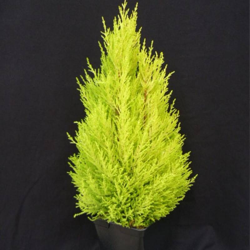Cyprès de Lambert Wilma, Cyprès de Monterey - Pot de 7,5L - 60/80 cm - Image 1