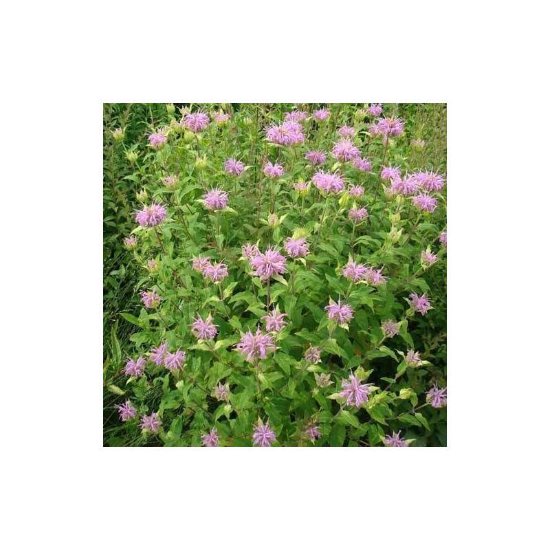 Monarde fistuleuse à fleurs Rose - feuillage Caduc - Godet - 5/20 cm-  hauteur à maturité De 0,50 m à 1,00 m - Image 1