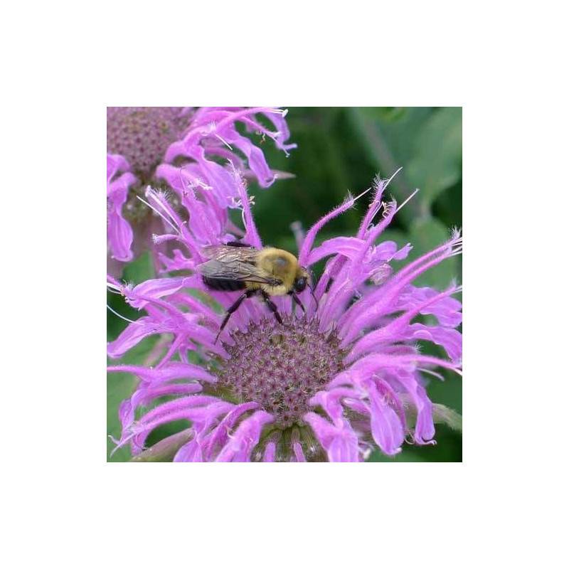 Monarde fistuleuse à fleurs Rose - feuillage Caduc - Godet - 5/20 cm-  hauteur à maturité De 0,50 m à 1,00 m - Image 2