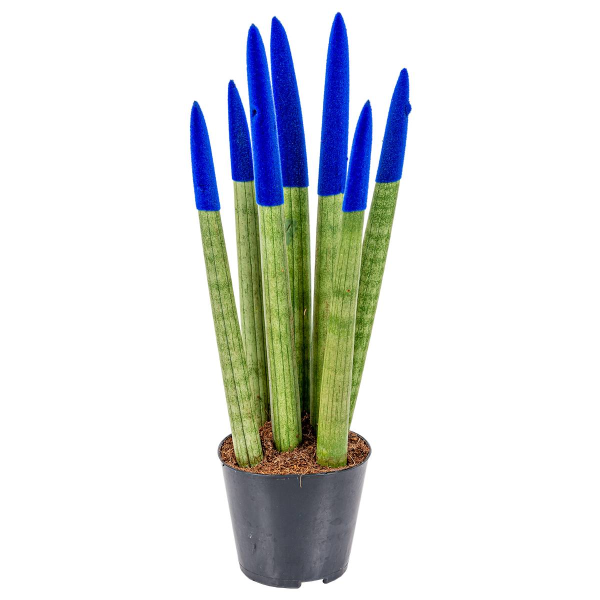 Sansevieria Velvet Touch - Langue de belle-mère - Plantes d’intérieur - H. 20-30 cm - P. 9 cm - Image 2