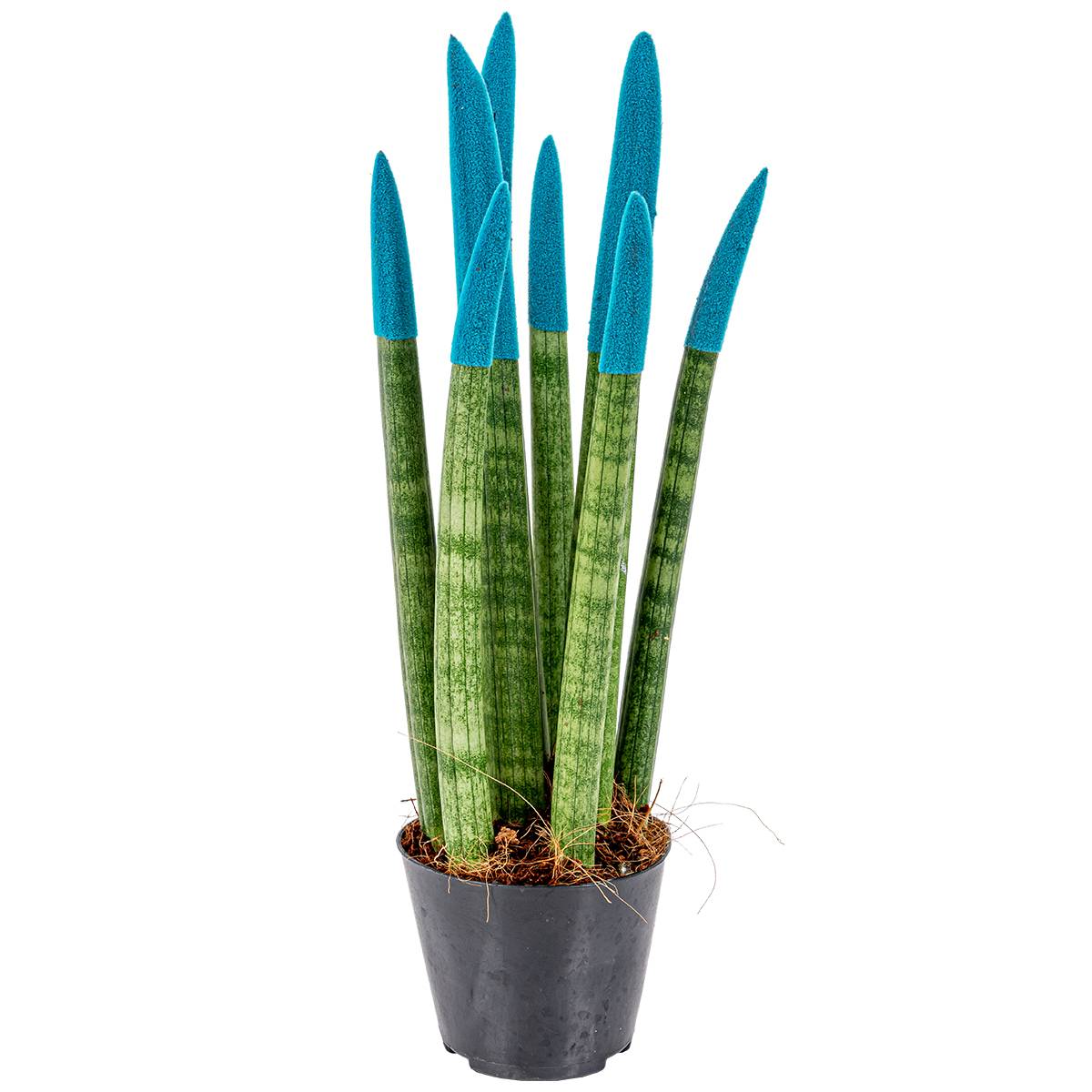 Sansevieria Velvet Touch - Langue de belle-mère - Plantes d’intérieur - H. 20-30 cm - P. 9 cm - Image 6