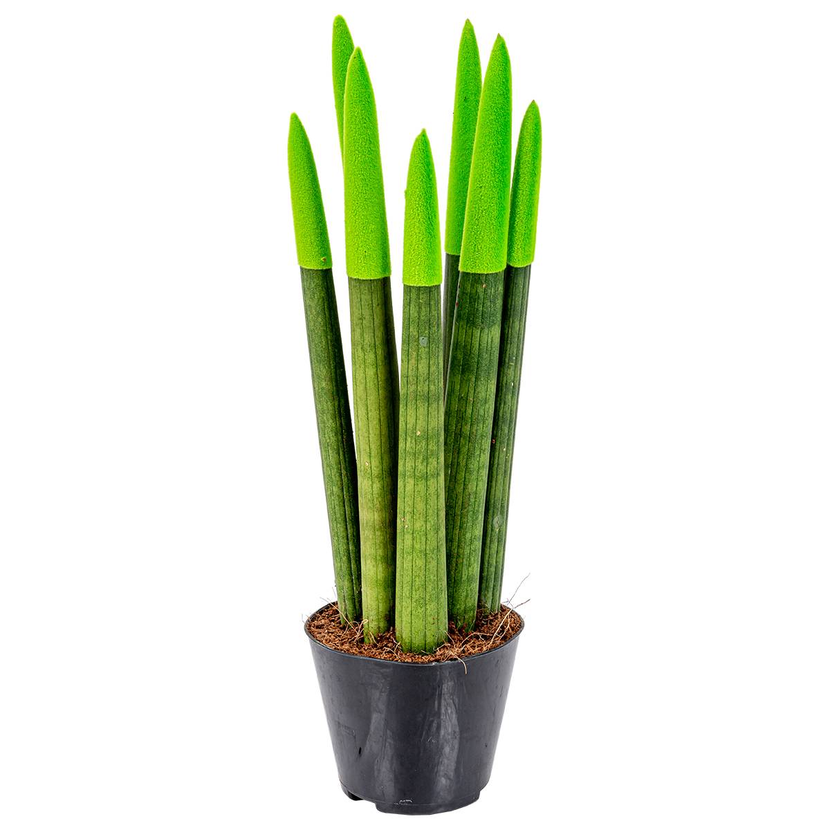 Sansevieria Velvet Touch - Langue de belle-mère - Plantes d’intérieur - H. 20-30 cm - P. 9 cm - Image 4