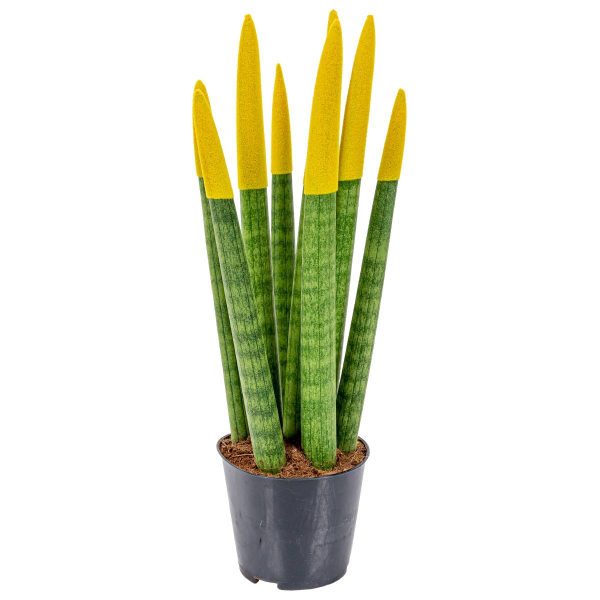 Sansevieria Velvet Touch - Langue de belle-mère - Plantes d’intérieur - H. 20-30 cm - P. 9 cm - Image 3