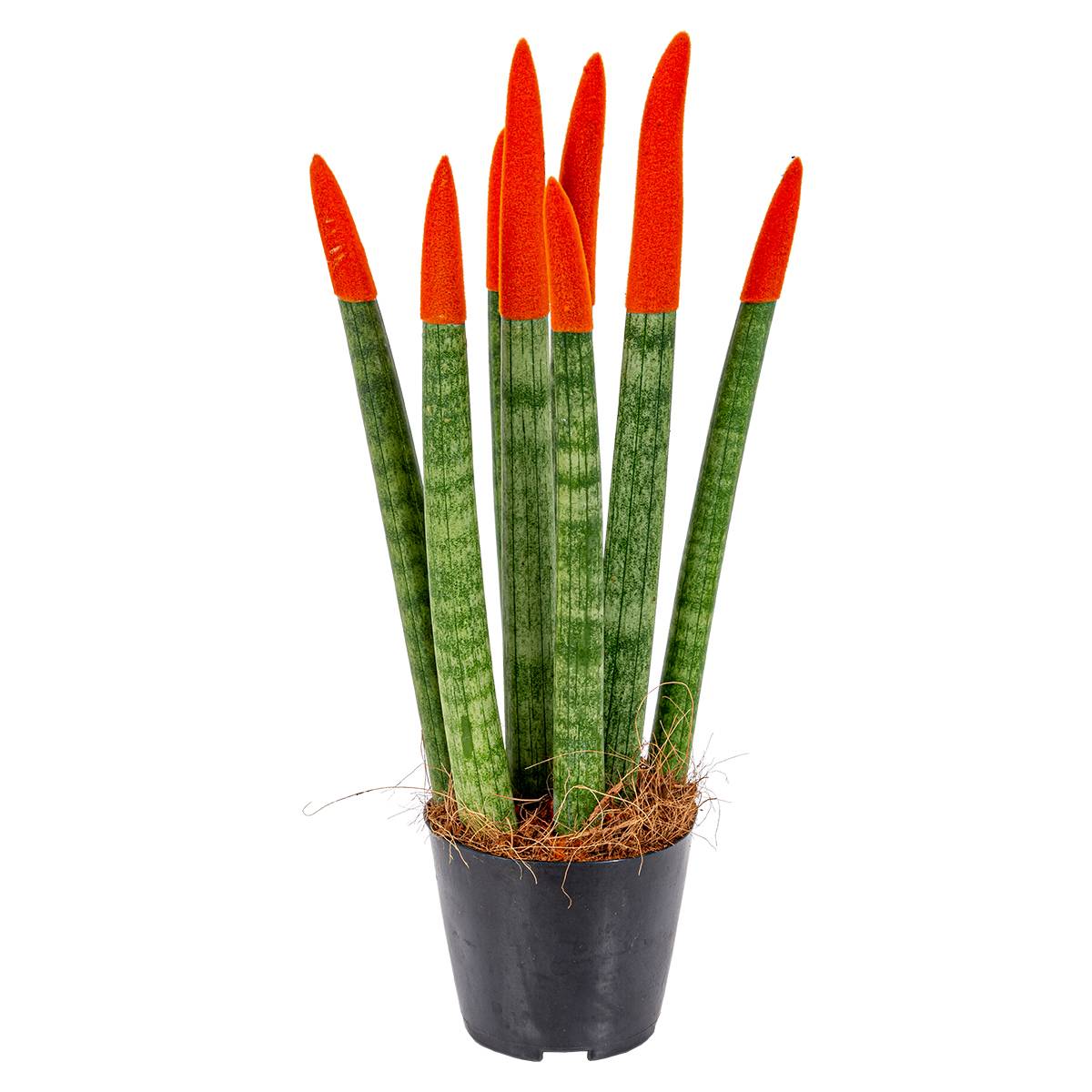 Sansevieria Velvet Touch - Langue de belle-mère - Plantes d’intérieur - H. 20-30 cm - P. 9 cm - Image 5