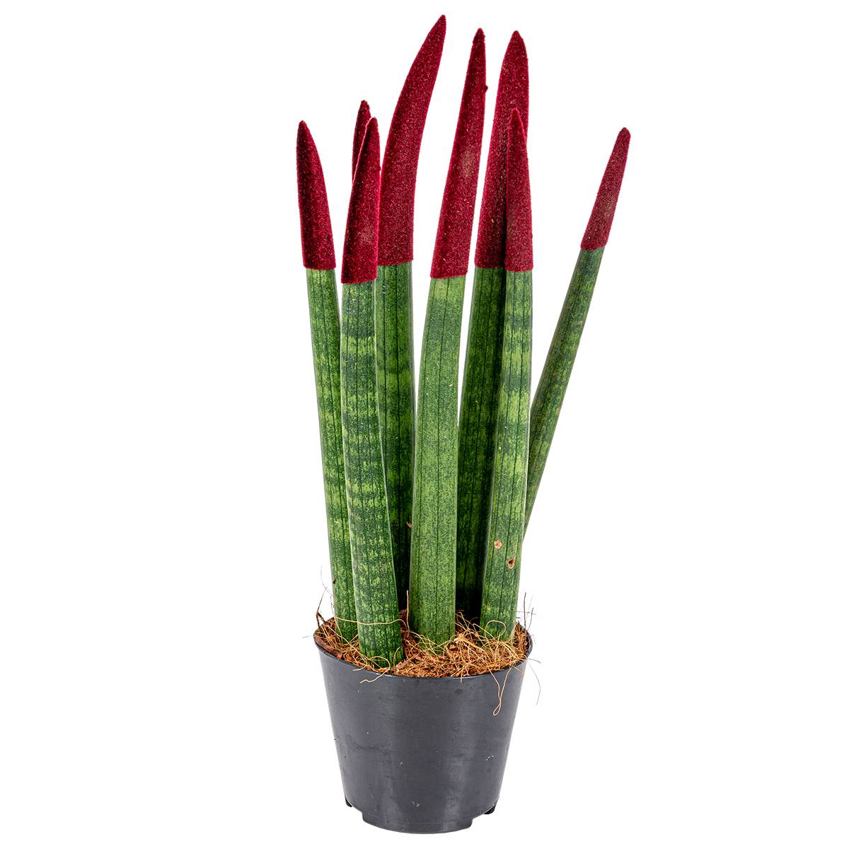 Sansevieria Velvet Touch - Langue de belle-mère - Plantes d’intérieur - H. 20-30 cm - P. 9 cm - Image 1