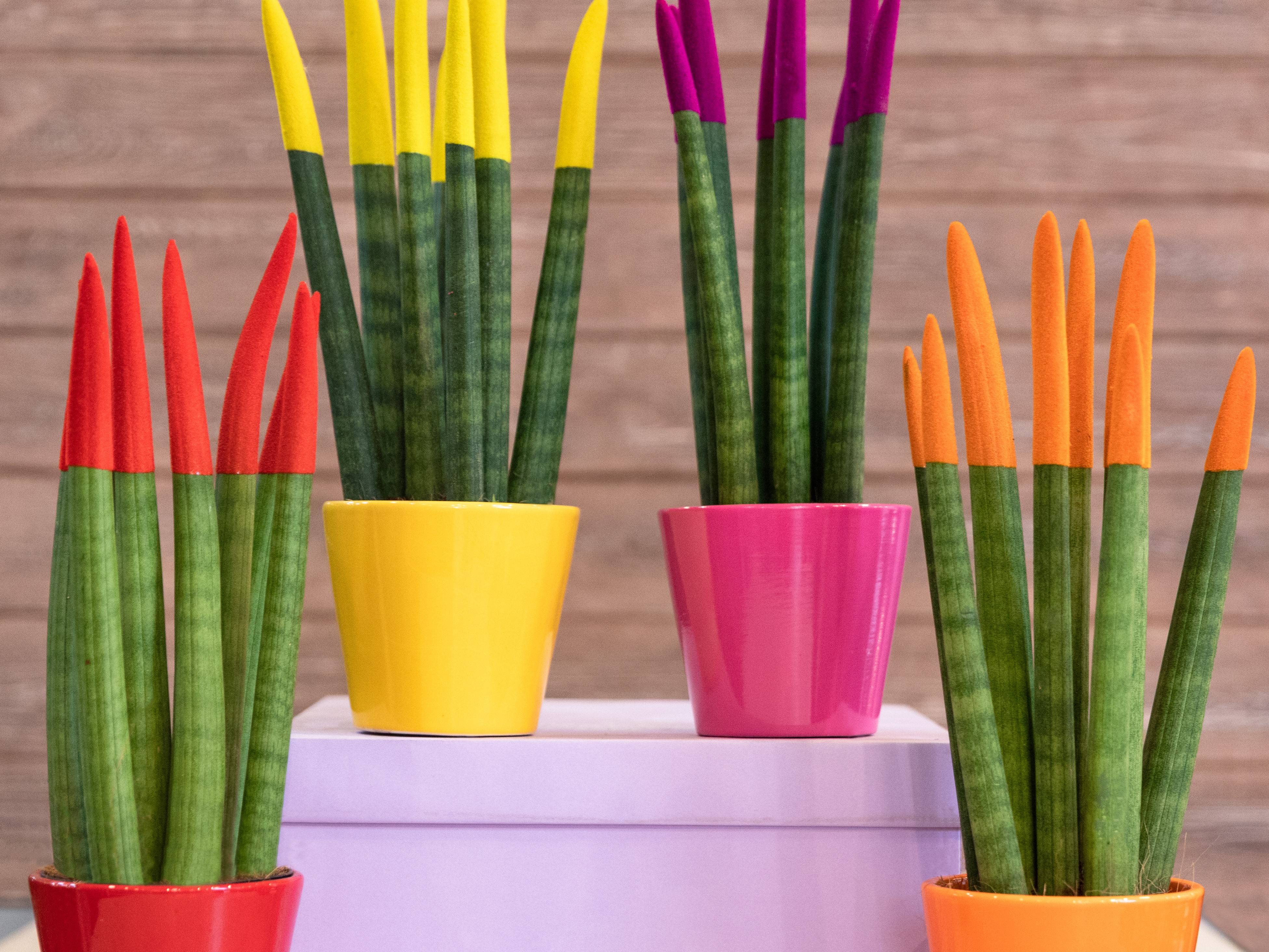 Sansevieria Velvet Touch - Langue de belle-mère - Plantes d’intérieur - H. 20-30 cm - P. 9 cm - Image 7