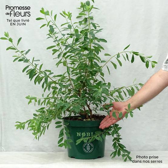Exochorda racemosa Niagara Pot de 7,5L/10L - Image 2