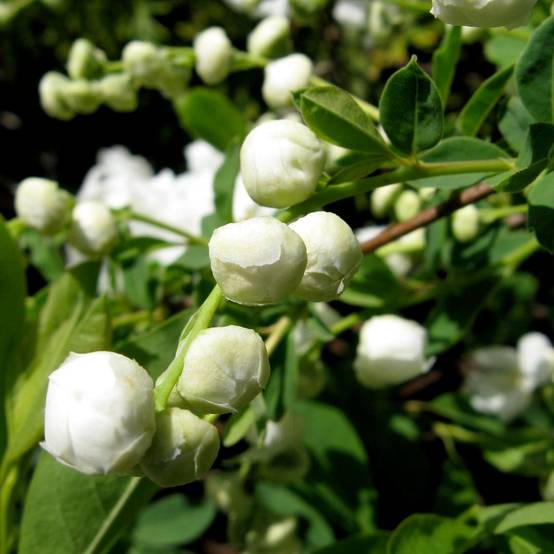Exochorda racemosa Niagara Pot de 7,5L/10L - Image 1