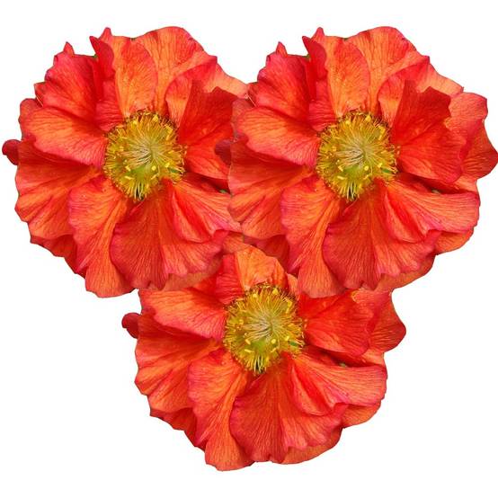 Geum Scarlet Tempest - Benoîte hybride Godet de 8/9 cm