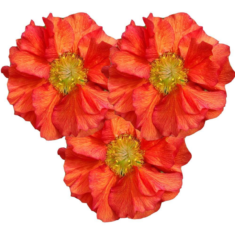 Geum Scarlet Tempest - Benoîte hybride Godet de 8/9 cm