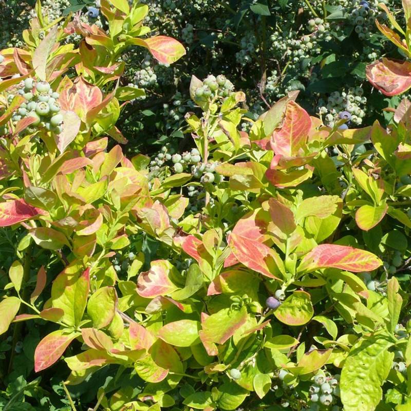 Myrtille Yello!Belloblue® 'Andval1601', Myrtillier - Bon rendement - Godet - 5/20 cm - De 1,00 m à 1,50 m - Image 9