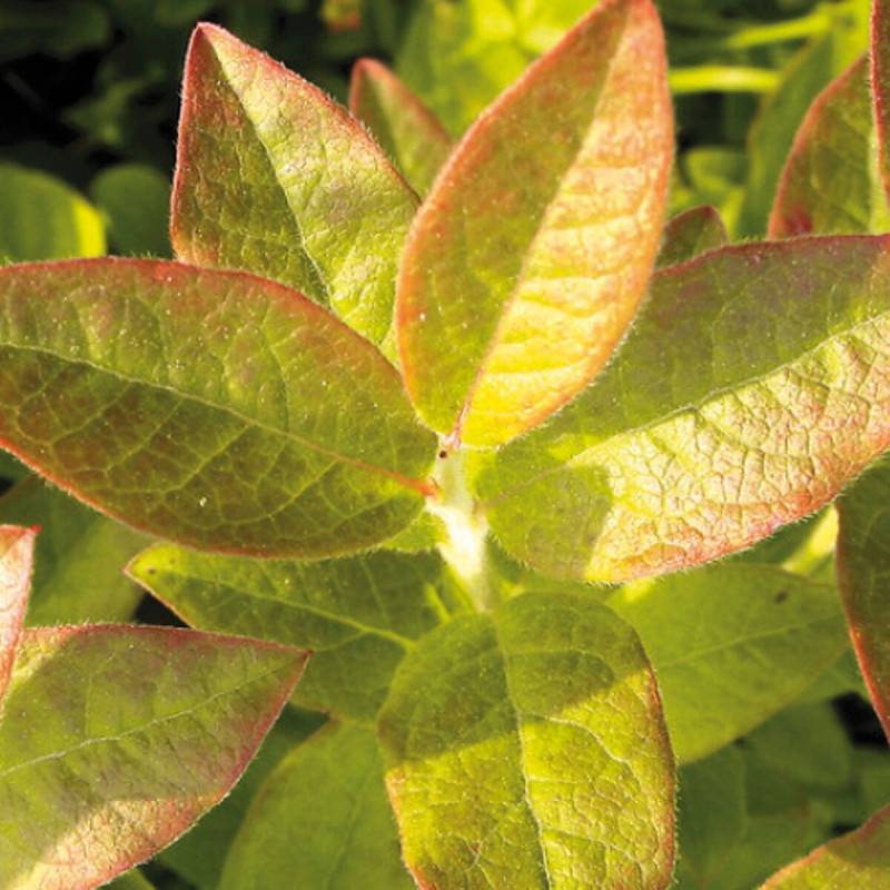 Myrtille Yello!Belloblue® 'Andval1601', Myrtillier - Bon rendement - Godet - 5/20 cm - De 1,00 m à 1,50 m - Image 8
