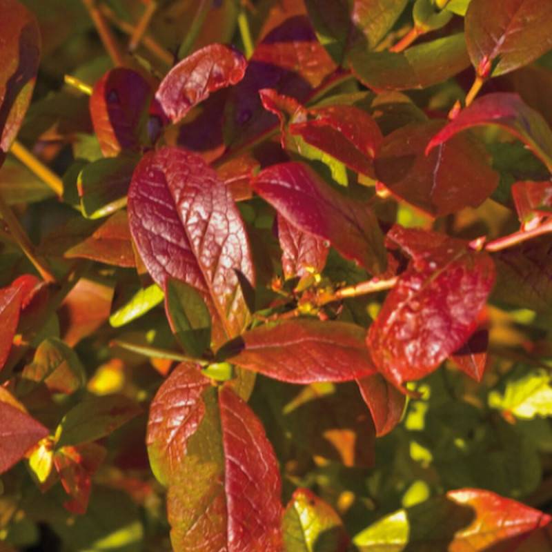Myrtille Yello!Belloblue® 'Andval1601', Myrtillier - Bon rendement - Godet - 5/20 cm - De 1,00 m à 1,50 m - Image 7