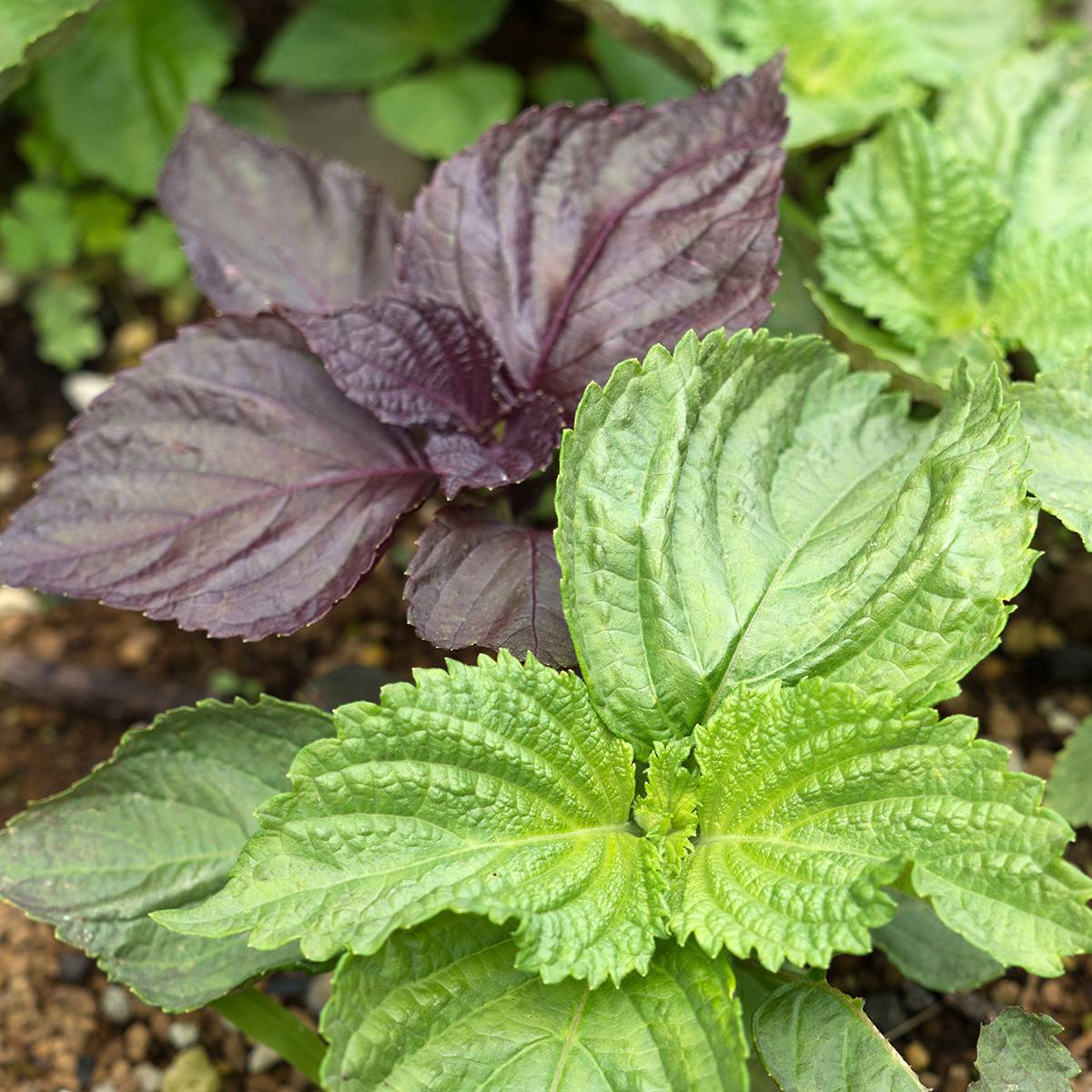 Perilla frutescens vert - Shiso (Tia To) le sachet de 350 graines environ (0,5g)