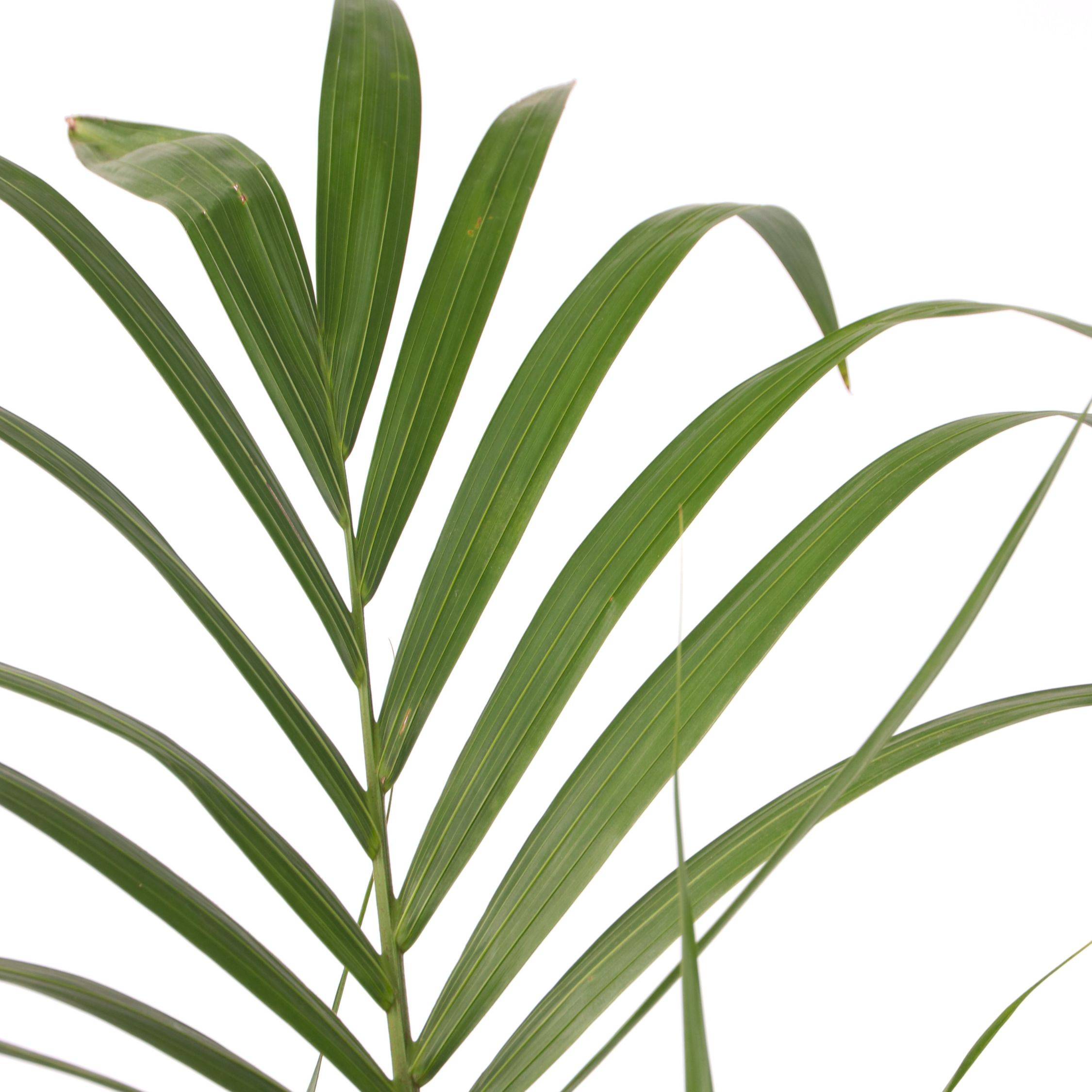 Plant In A Box - Palmier Kentia - Howea forsteriana - Hauteur 150-170cm - ⌀24cm - Image 5