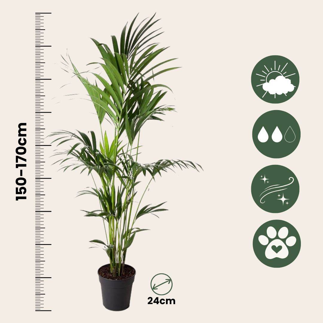 Plant In A Box - Palmier Kentia - Howea forsteriana - Hauteur 150-170cm - ⌀24cm - Image 6