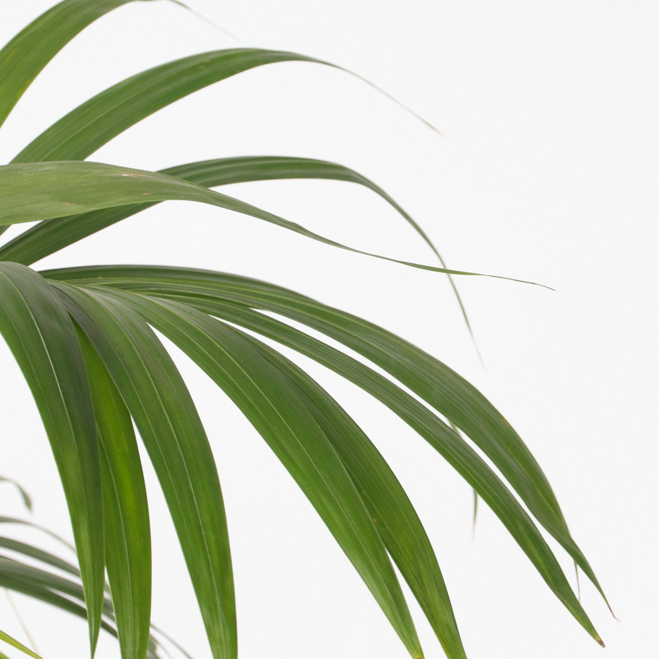 Plant In A Box - Palmier Kentia - Howea forsteriana - Hauteur 150-170cm - ⌀24cm - Image 4