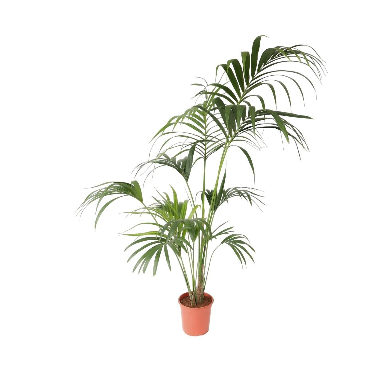 Plant In A Box - Palmier Kentia - Howea forsteriana - Hauteur 150-170cm - ⌀24cm - Image 1