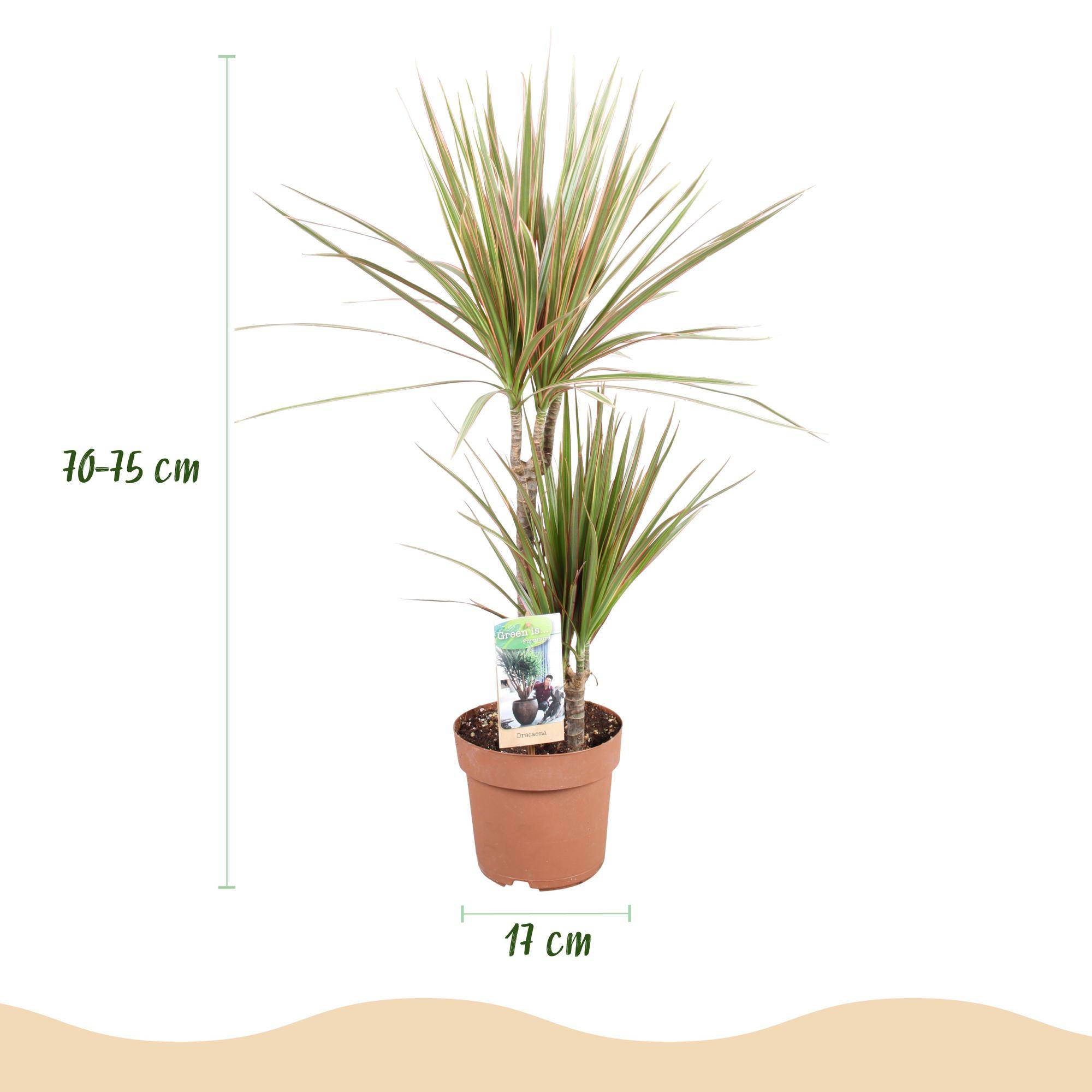 Dracaena Marginata Bicolor - Arbre Dragon - Lot de 2 Plantes - Pot de 17cm - Hauteur 70-75cm - Plantes d'intérieur - Image 4