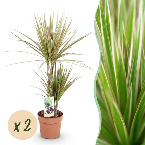 Dracaena Marginata Bicolor - Arbre Dragon - Lot de 2 Plantes - Pot de 17cm - Hauteur 70-75cm - Plantes d'intérieur - Image 1