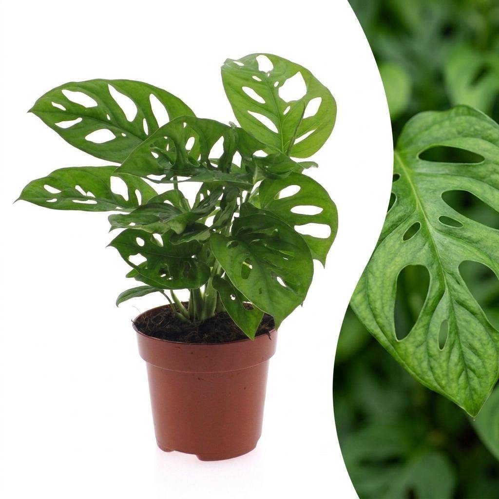 Monstera adansonii - Ø12cm - ↕25cm - Plantes d’intérieur - Image 1